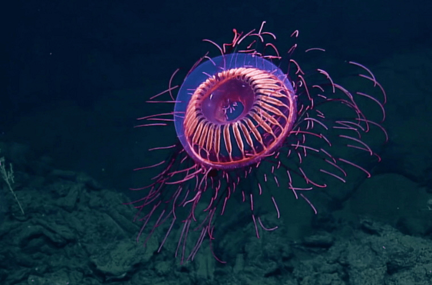 Медузы, которые выглядят как нечто странное и невероятное