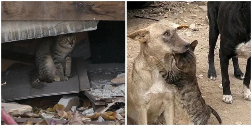 В Турции неравнодушные люди спасают домашних животных