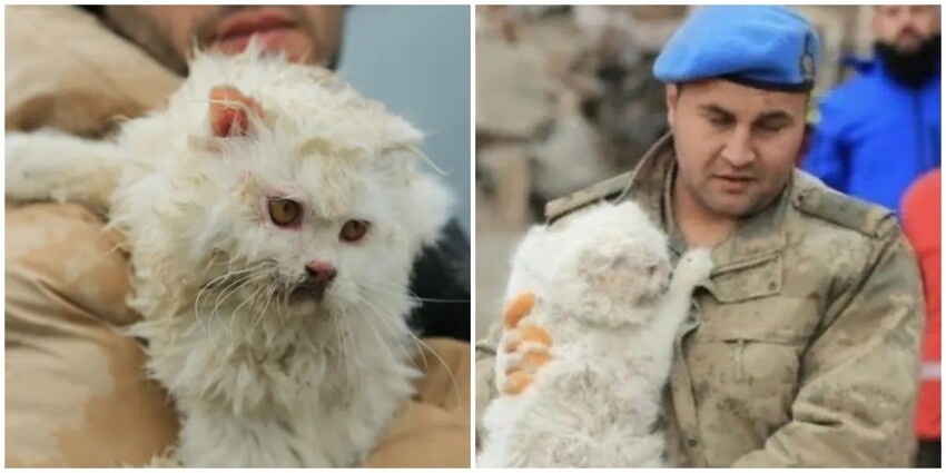 В Турции неравнодушные люди спасают домашних животных