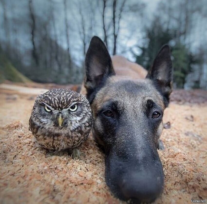 Солянка