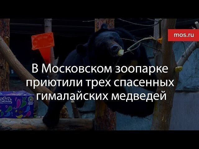 Трех спасенных от браконьеров гималайских медведей приютили в Московском зоопарке⁠⁠ 
