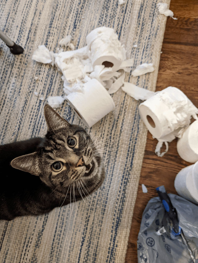 Наш кот выпрашивает новый рулон туалетной бумаги