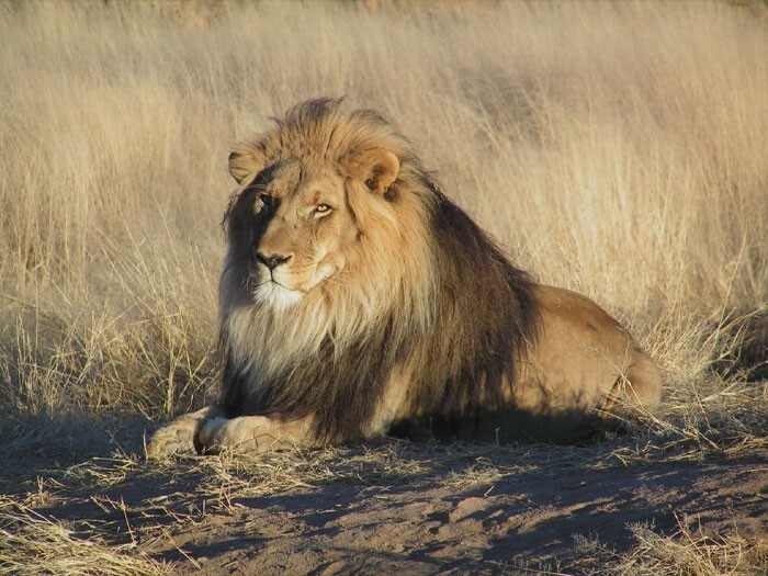 1. Львы считаются исчезнувшим видом в 26 странах Африки
