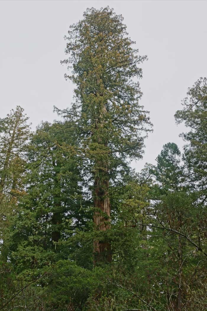 13. Самое высокое дерево в мире находится в национальном парке Редвуд в Калифорнии