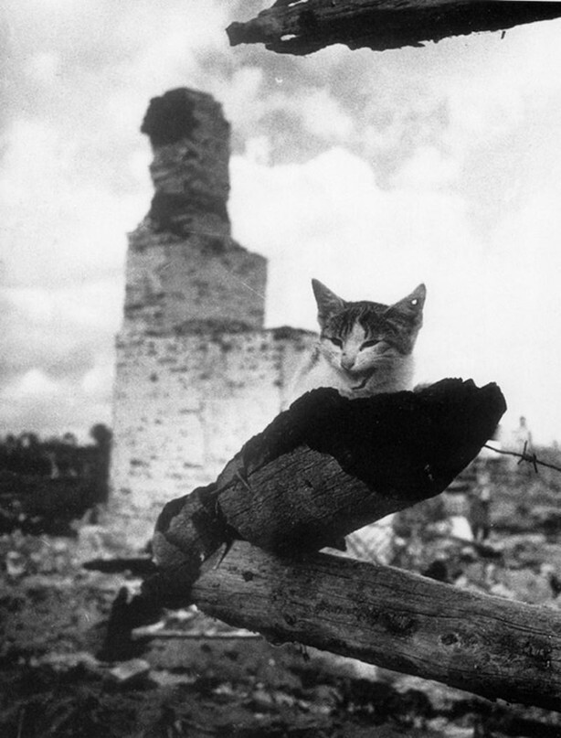 На пепелище. Кошка с простреленным ухом. 1943 год. Город Жиздра. Калужская область. СССР