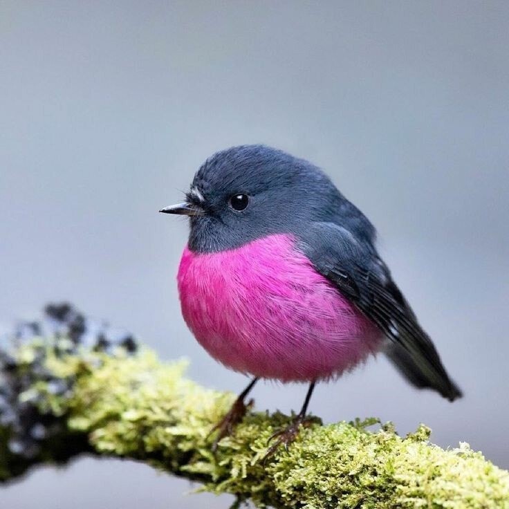 10 экзотических птиц с невероятно красивым оперением