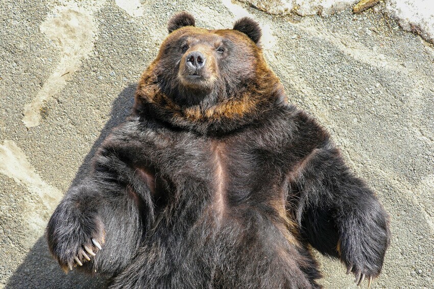 Почему уссурийский медведь самый страшный зверь России?