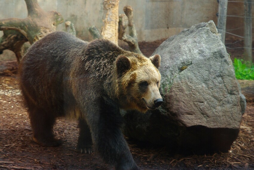 Почему уссурийский медведь самый страшный зверь России?