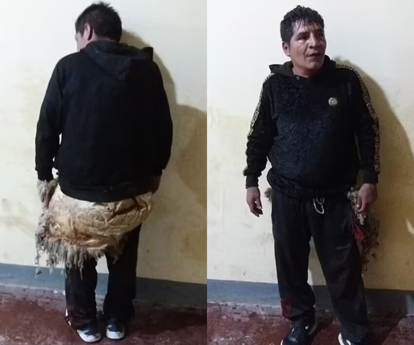 Волк в овечьей шкуре: заключенный в Боливии попытался сбежать из тюрьмы, прикинувшись бараном