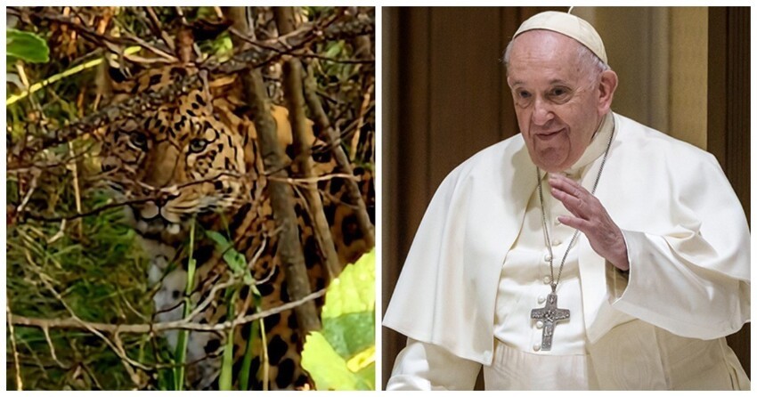Папа римский взял под опеку приморского леопарда