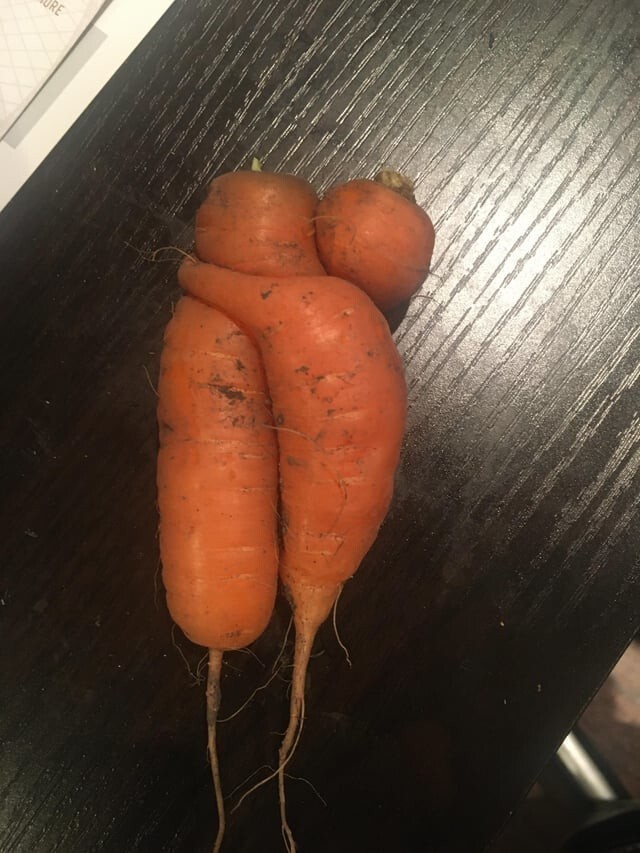 Обнимающиеся морковки