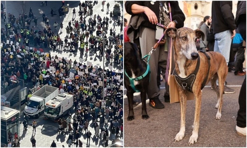 По Мадриду прошлись тысячи людей, требуя защитить собак от жестокого обращения