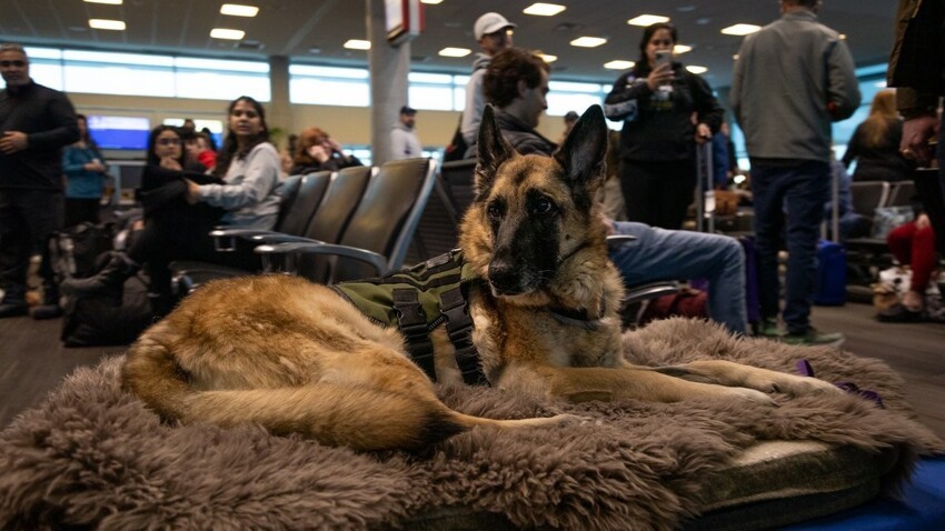 Служебную собаку ветерана проводили на последнем рейсе