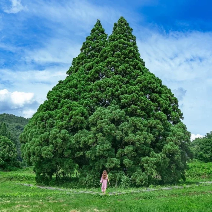 Тоторо-дерево