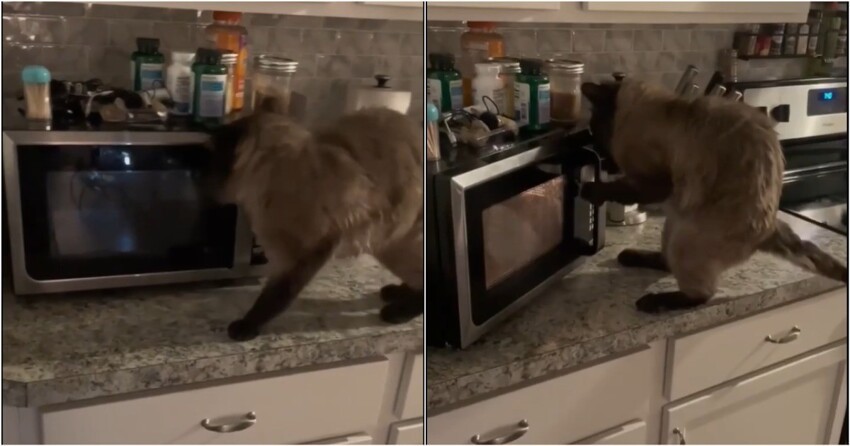 Голодный кот решил добыть себе еды во что бы то ни стало
