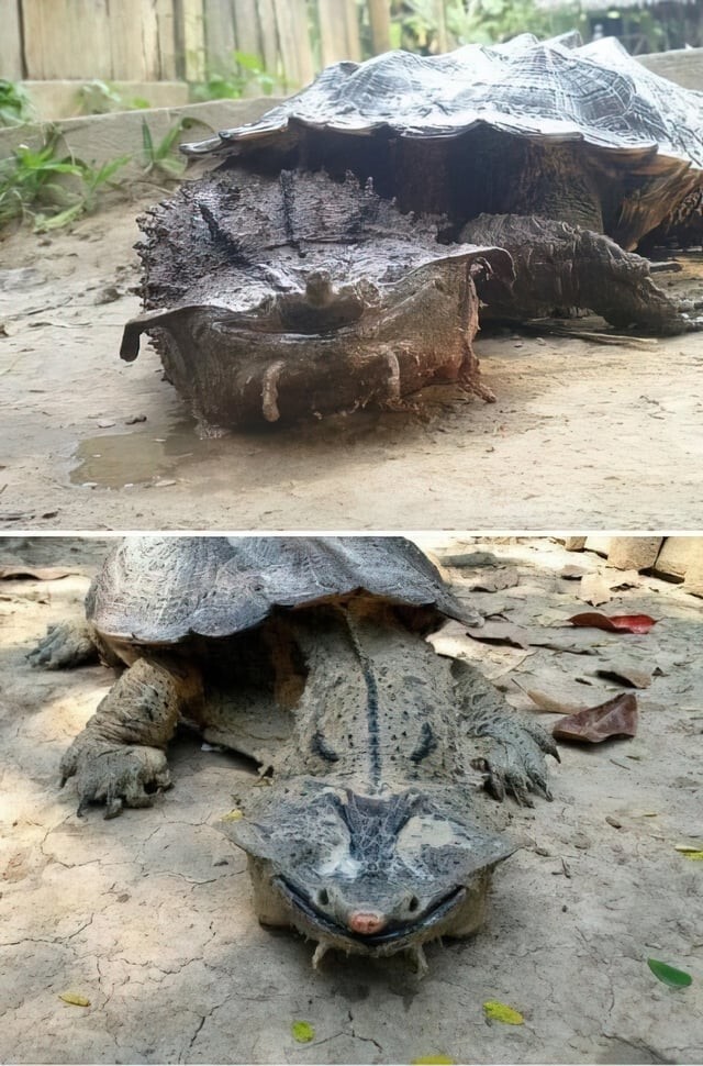Бахромчатая черепаха мата-мата, плотоядная и жутковатая на вид