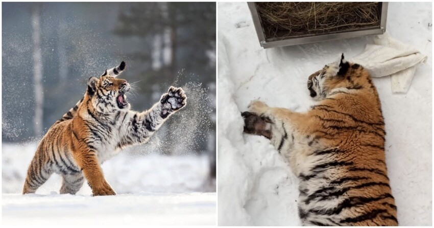 В Хабаровском крае амурская тигрица случайно заперлась в собачьем вольере