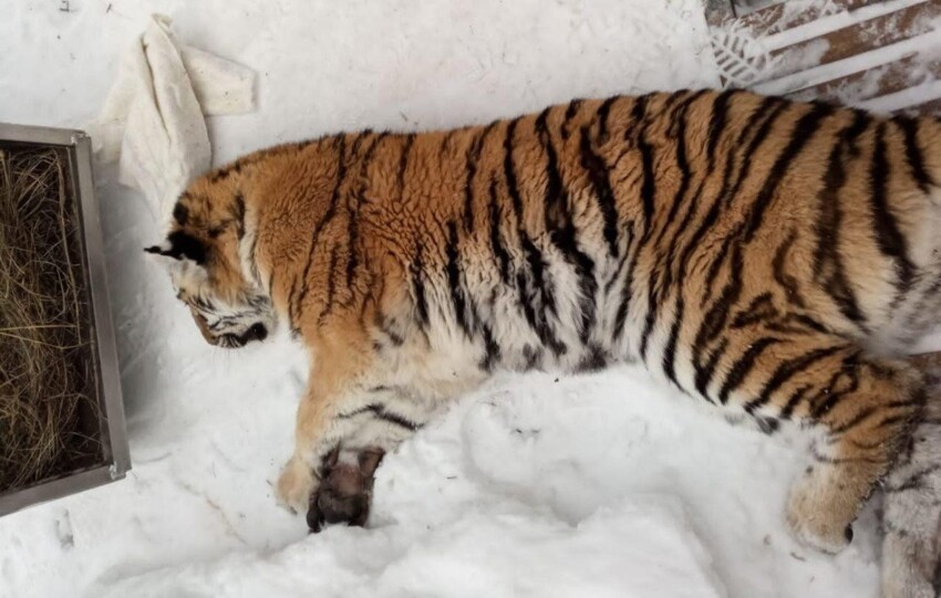 В Хабаровском крае амурская тигрица случайно заперлась в собачьем вольере