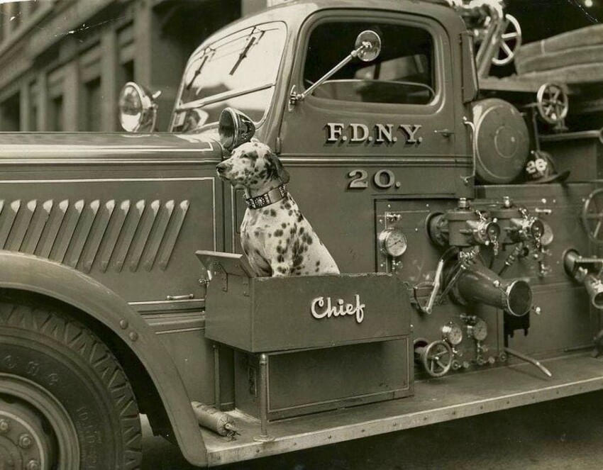 Собака-пожарный терпеливо ждёт следующего сигнала тревоги. Нью-Йорк, 1943 год