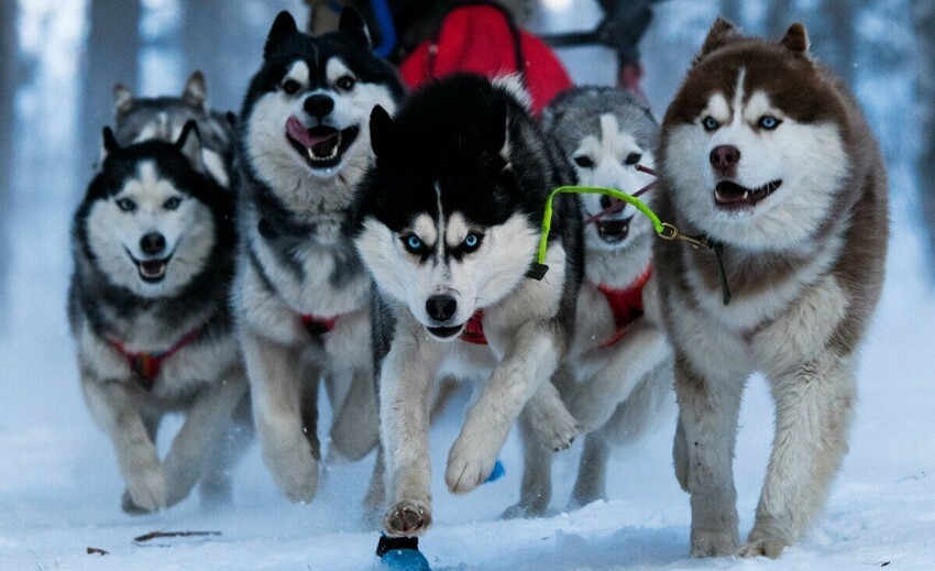 Сибирские хаски: 5 фактов про самую русскую породу собак