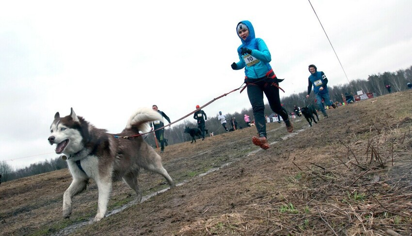 Сибирские хаски: 5 фактов про самую русскую породу собак