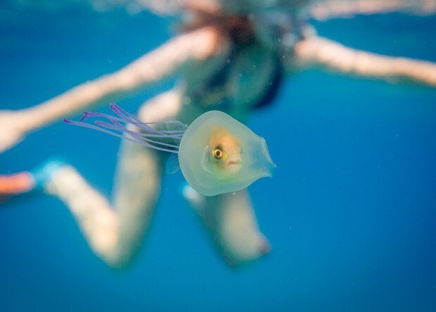 2. Фотограф Тим Сэмюэл сделал снимок рыбы, плавающей внутри медузы. Хотя её и проглотили, но рыба находится в безопасности и может управлять направлением движения медузы.