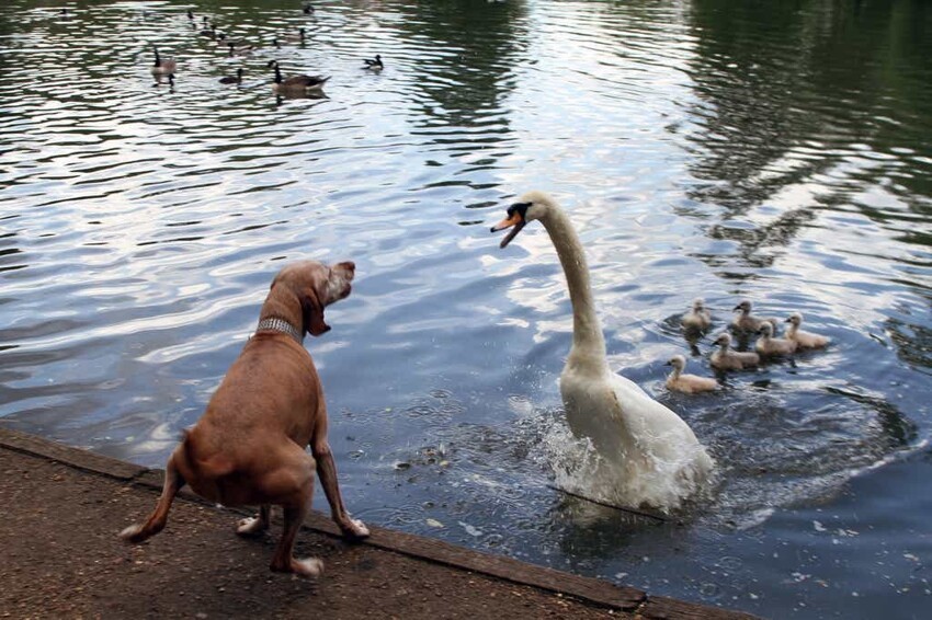 13. Лебеди недолюбливают собак, и иногда нападают на них, пытаясь задушить