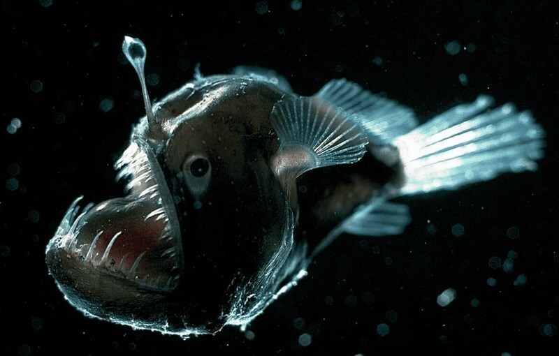 Самые удивительные, необычные и ужасные рыбы в мире