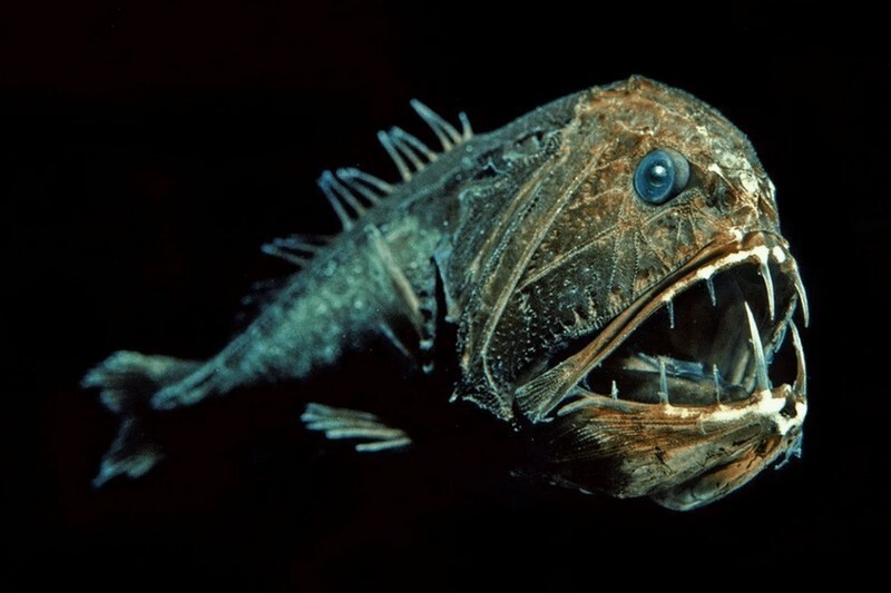 Самые удивительные, необычные и ужасные рыбы в мире