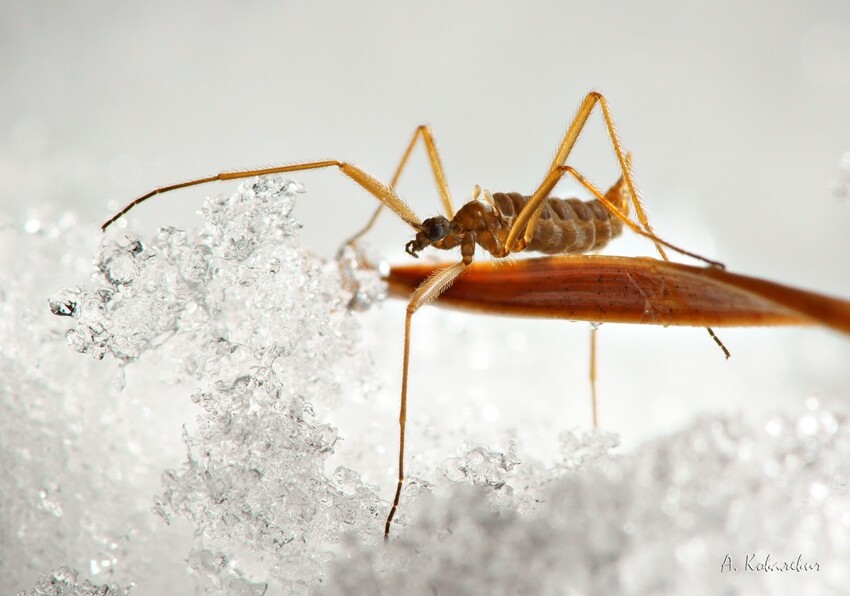 На Байкале нашли комара, который зимой не спит, охотится, а внутри у него антифриз