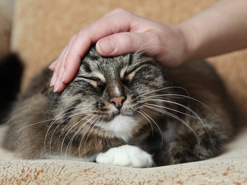 Котик, который всегда с тобой: американцы придумали гаджет для снижения стресса