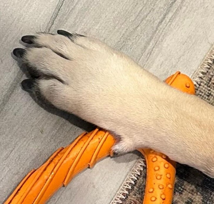 Собака использует большой палец, чтобы придерживать предметы, как человек