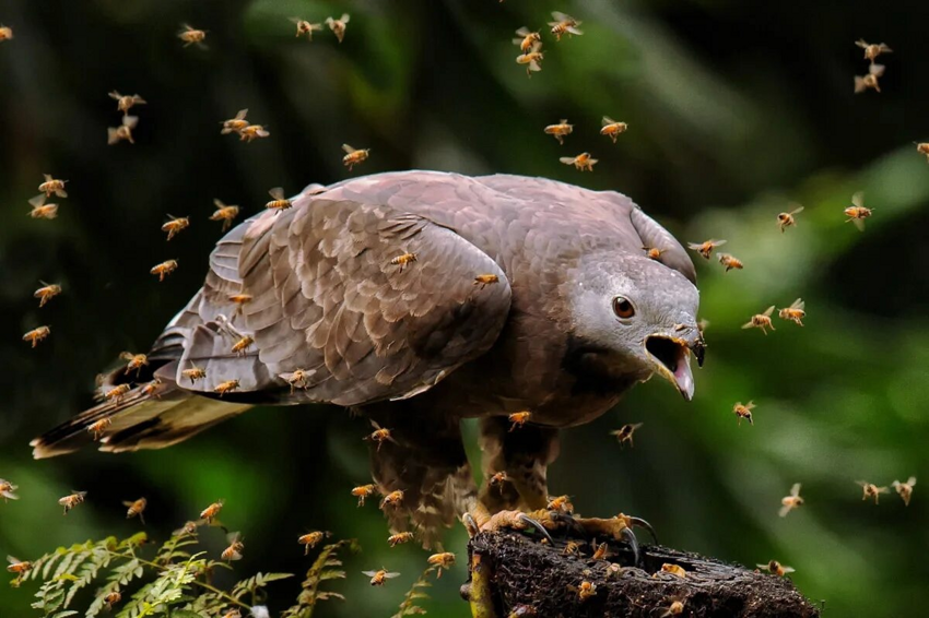 Хохлатый осоед: Безбашенная птица разоряет ульи, ест пчёл, ос и шершней. И всё без вреда для здоровья! Как ей это удаётся?