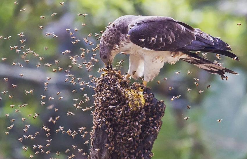 Хохлатый осоед: Безбашенная птица разоряет ульи, ест пчёл, ос и шершней. И всё без вреда для здоровья! Как ей это удаётся?