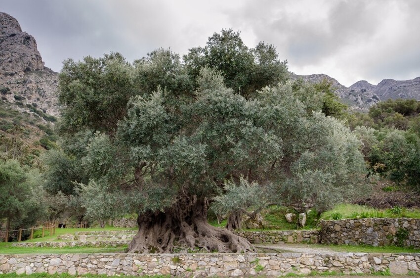 7. Возможно, самое древнее дерево на Земле: ему 3500+ лет