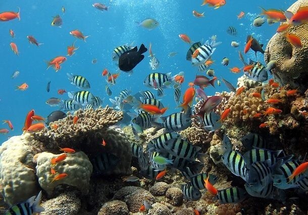 19. По всему миру умирают коралловые рифы