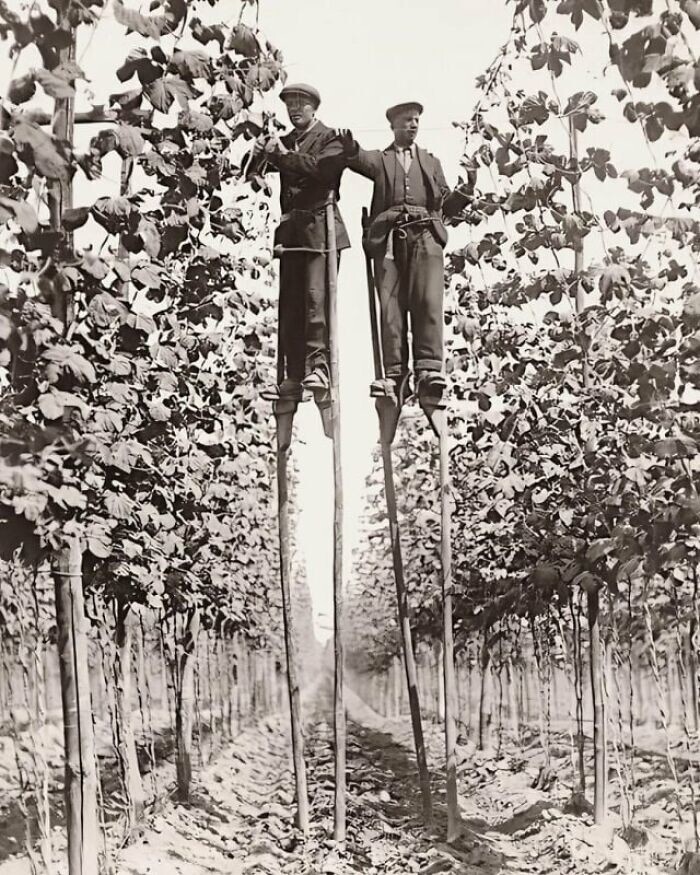 23. Сборщики хмеля на ходулях в Фавершаме, Англия, 1920 год