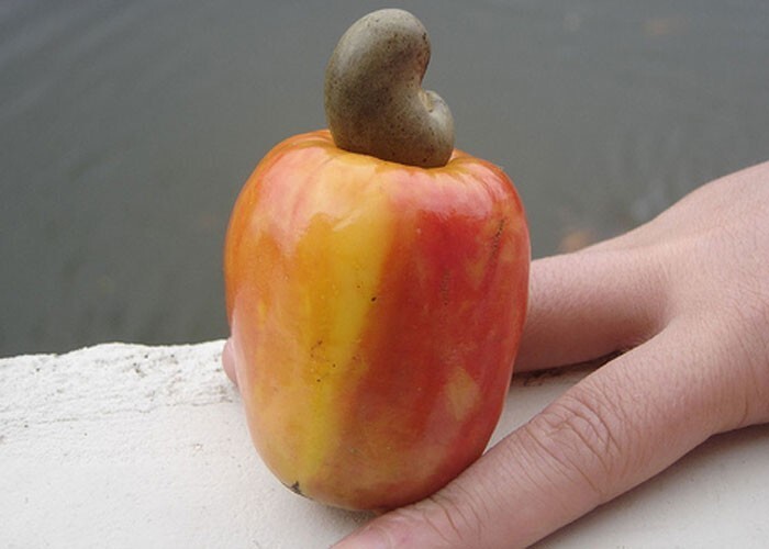 2. Кешью на самом деле не орехи. Это семена, которые растут из нижней части яблока кешью (оно тоже съедобно)