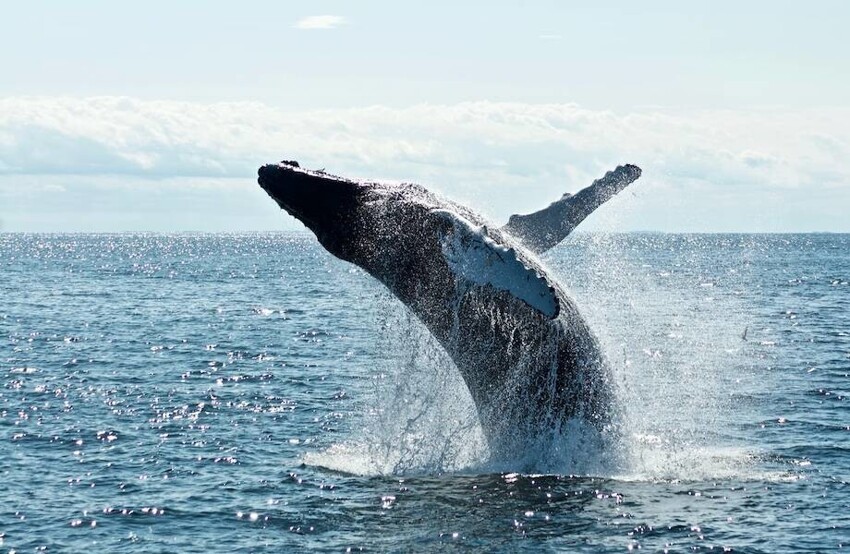 Люди спасли кита, который запутался в сети