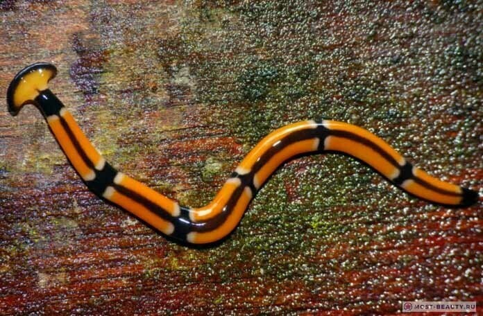 Эволюция «отжигает»: самые красивые черви