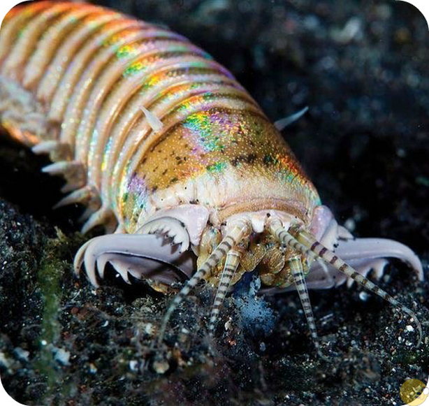Эволюция «отжигает»: самые красивые черви