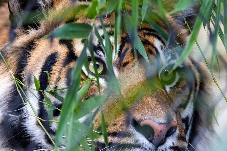 6. Суматранский тигр