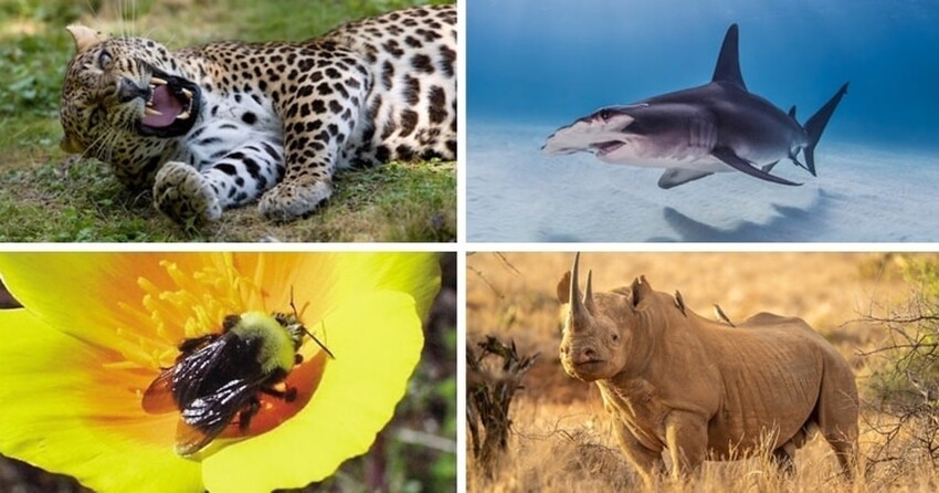 15 самых редких животных в мире, находящихся на грани вымирания