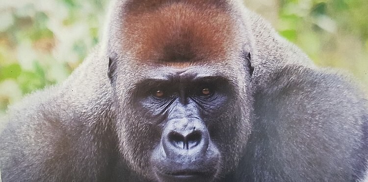 4. Речная горилла