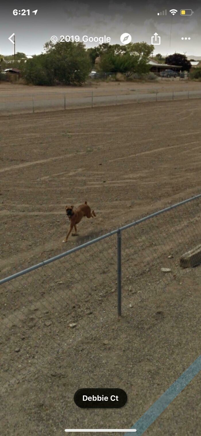1. "Моя собака умерла несколько лет назад, но когда я смотрю на Google Карты, она все еще жива и гонится за машиной Street View"