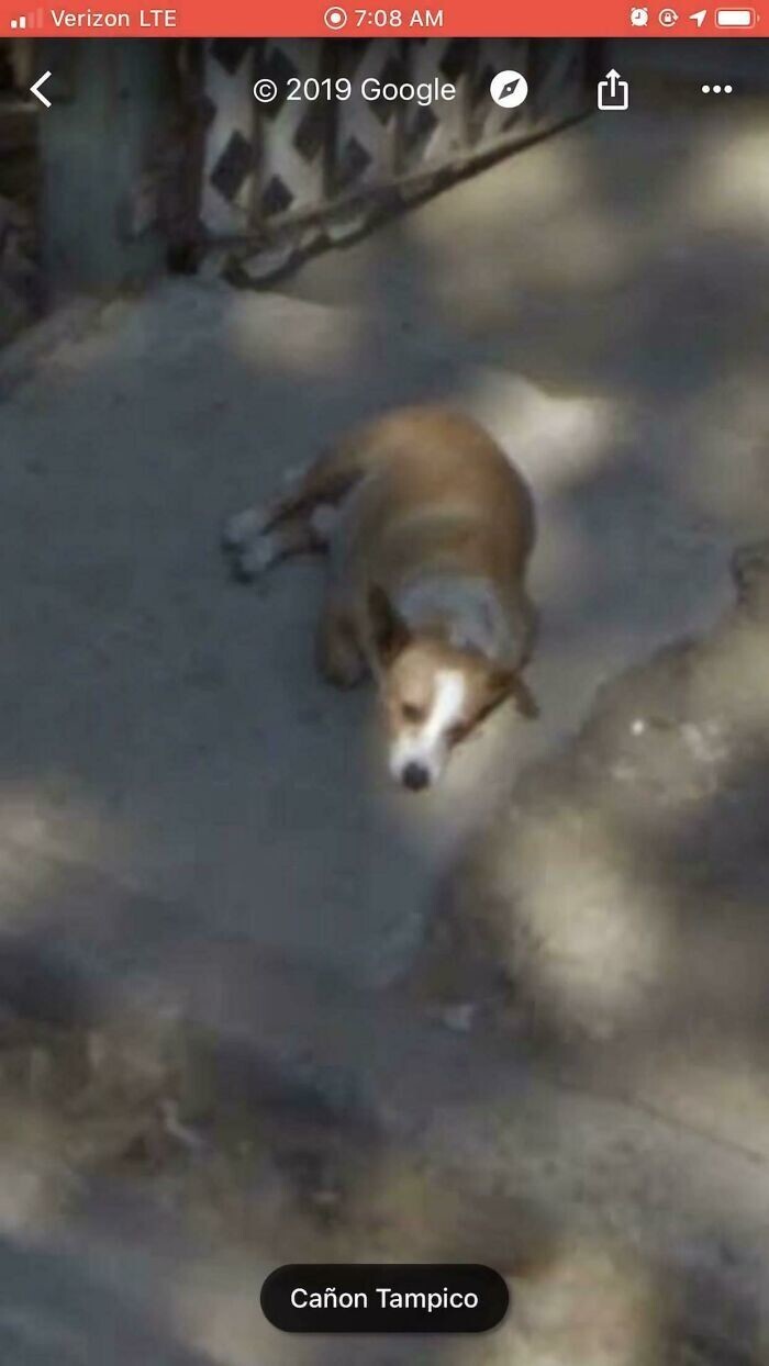 7. "Нашел на Google Картах своего пса, валяющимся у входа в дом. Прошло больше года с тех пор, как он скончался"