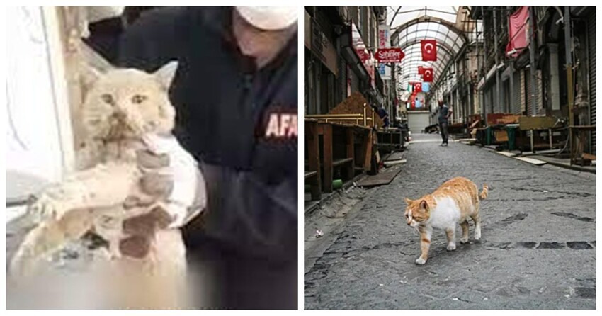 В Турции спасли кота, который 21 день находился под завалами