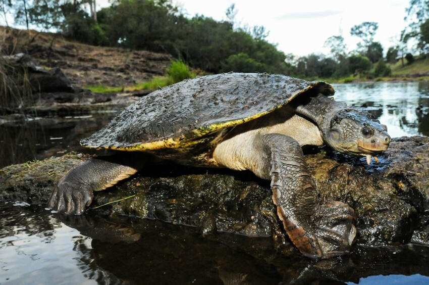 Эволюция, остановись: в Австралии живёт черепаха, которая умеет дышать задом