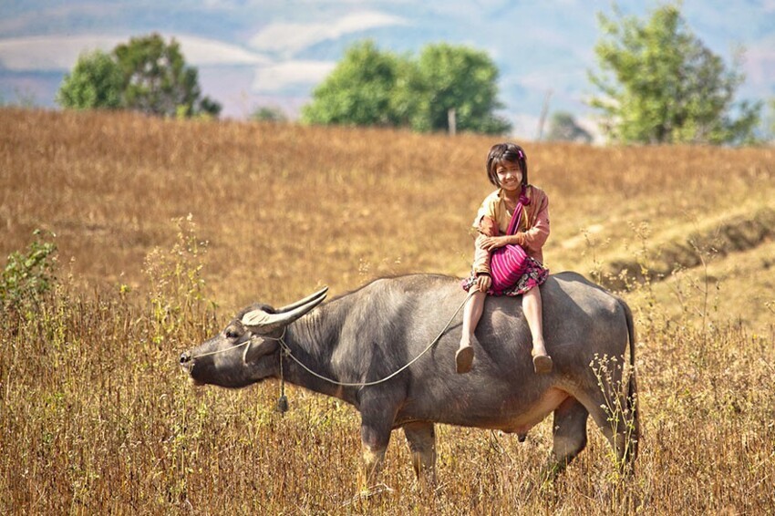 Дети в Мьянме ездят в школу не на велосипеде, а верхом на быке