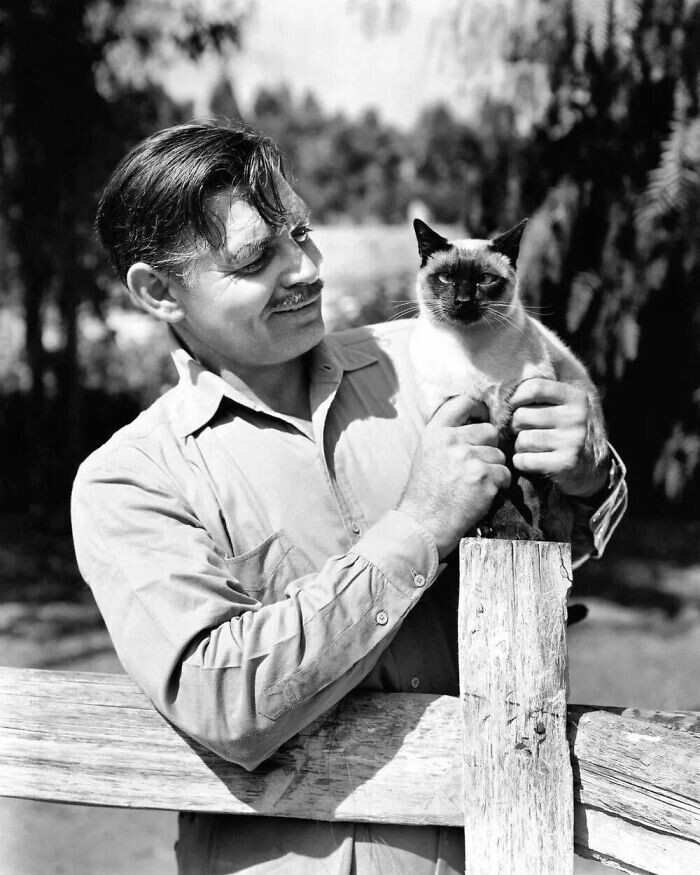 Актёр Кларк Гейбл со своей кошкой на ранчо в Калифорнии, 1945